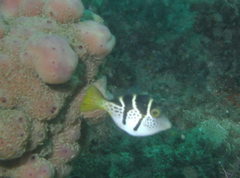 Paraluteres prionurus