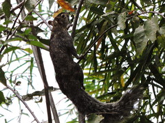 Sciurus colliaei