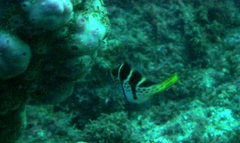 Paraluteres prionurus