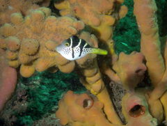 Paraluteres prionurus