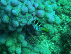 Paraluteres prionurus