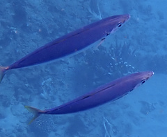 Decapterus macarellus