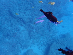 Decapterus macarellus
