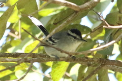 Herpsilochmus atricapillus