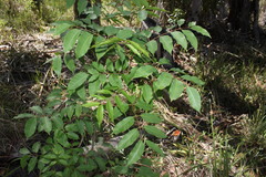 Lepiderema punctulata