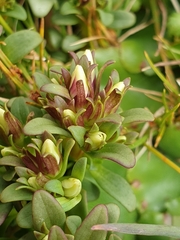 Gentianella concinna