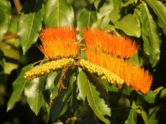 Combretum fruticosum