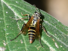 Polistes pacificus