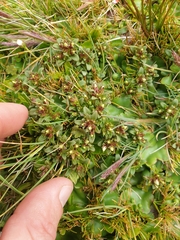 Gentianella concinna