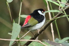 Ilicura militaris