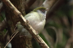 Ilicura militaris
