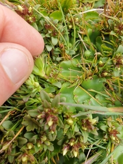 Gentianella concinna