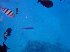 Decapterus macarellus