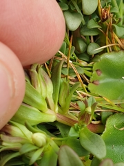 Gentianella concinna
