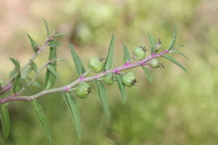 Lobelia concolor