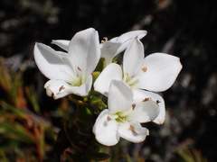 Veronica macrantha brachyphylla
