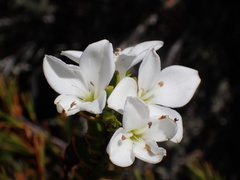 Veronica macrantha brachyphylla