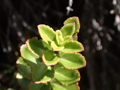 Veronica macrantha brachyphylla