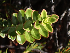 Veronica macrantha brachyphylla