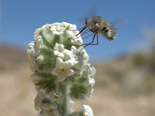 Hoffmann's cryptantha (Cryptantha hoffmannii)