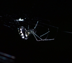 Leucauge argentina