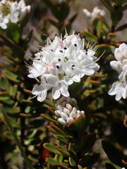 Veronica decumbens
