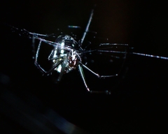 Leucauge argentina