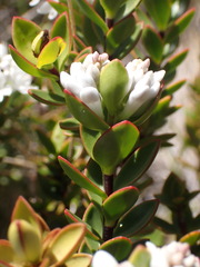 Veronica decumbens
