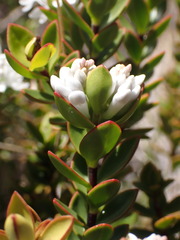 Veronica decumbens