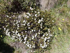 Veronica decumbens