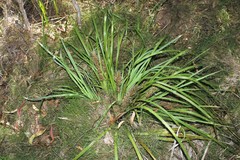 Lomandra hystrix