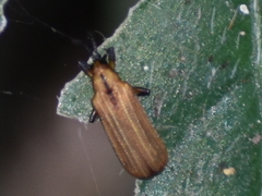 Chalepus digressus