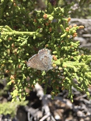 Callophrys fotis