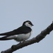 Northern Violet-green Swallow - Photo (c) Cole Gaerber, some rights reserved (CC BY-NC), uploaded by Cole Gaerber