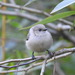 Puget Sound Bushtit - Photo (c) Cole Gaerber, some rights reserved (CC BY-NC), uploaded by Cole Gaerber