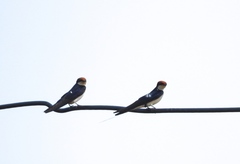 Hirundo smithii filifera