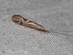 Nectopsyche separata