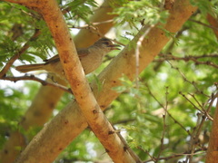 Pycnonotus blanfordi