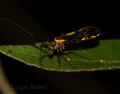 Dictyopsocus pennicornis