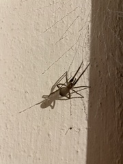 Kukulcania hibernalis