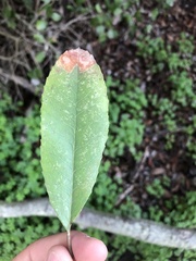 Heteromeles arbutifolia