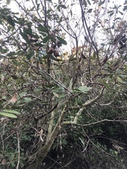 Heteromeles arbutifolia