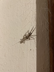 Kukulcania hibernalis