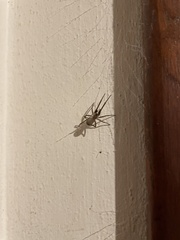 Kukulcania hibernalis