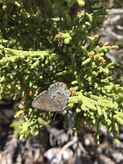 Callophrys fotis