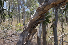 Melaleuca viridiflora