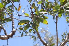 Melaleuca viridiflora