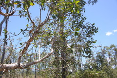 Melaleuca viridiflora