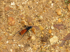 Pompilidae