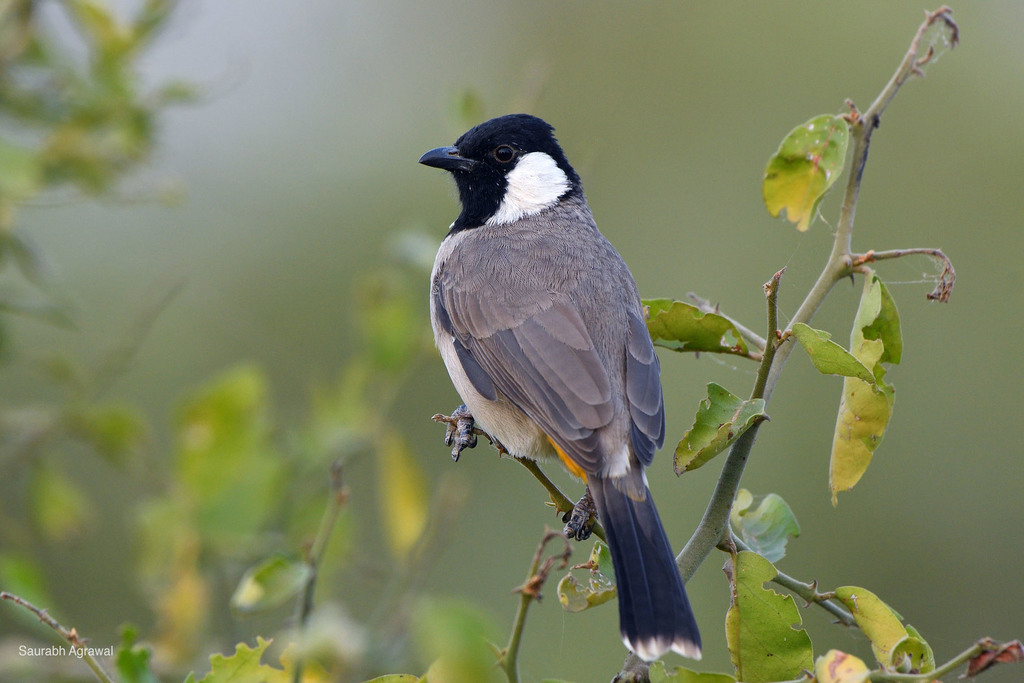 White-eared Bulbul photo